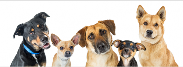 【動植物檢疫】寵物入境美國指南