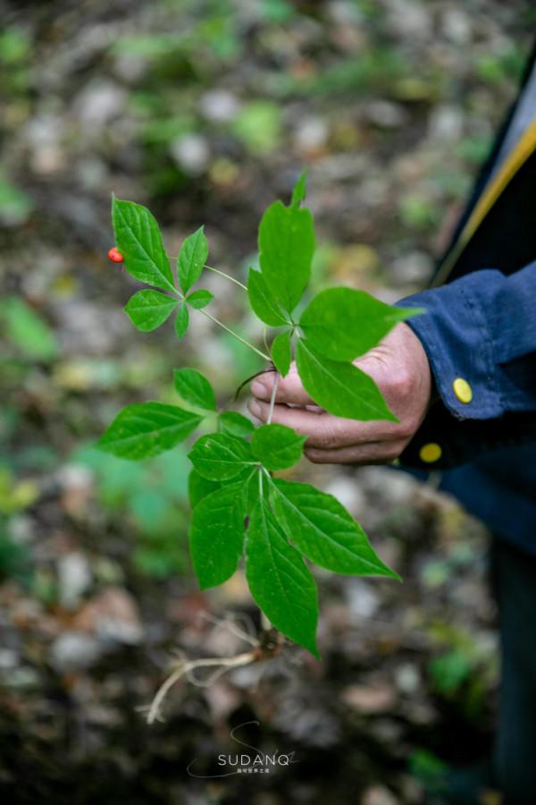 一根野山參800元？綁紅繩、供奉山神，長白山挖參人的千古規矩
