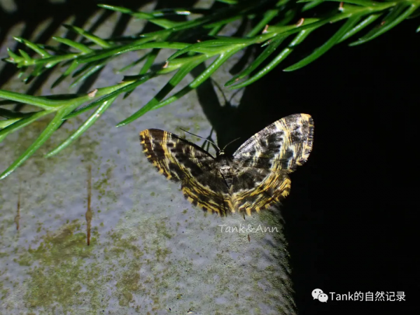 Tank的自然記錄•鱗翅目的蛾子們