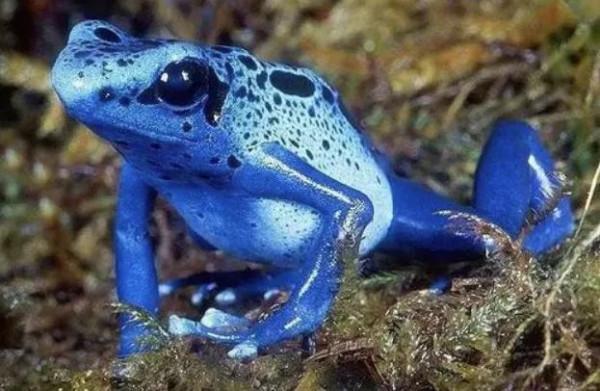 有毒動物為什麼不會被自己的毒毒死？