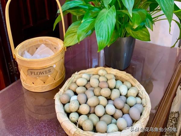 寵物養出新境界,養蘆丁雞,造景、撿蛋兩不誤 寵物養出新境界,養蘆丁雞,造景、撿蛋兩不誤