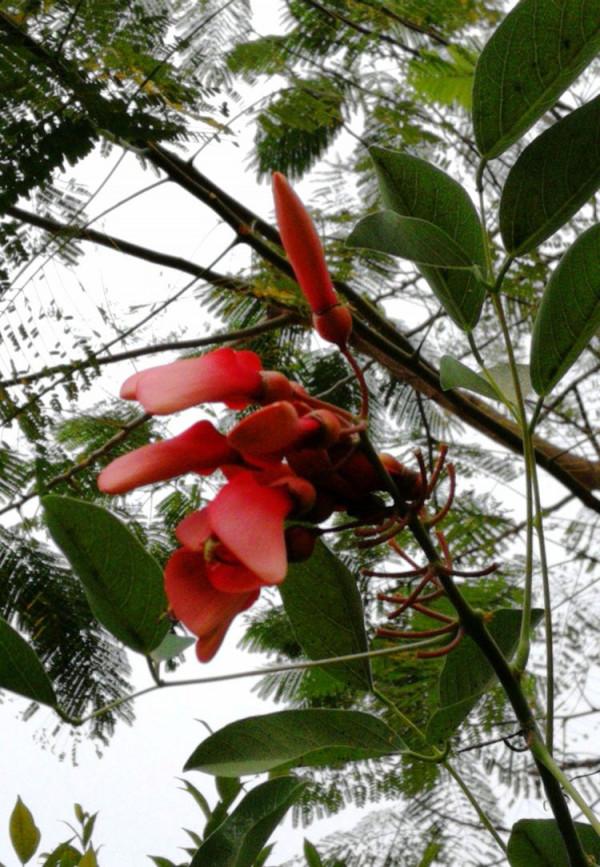 北海散記之花卉篇（下）