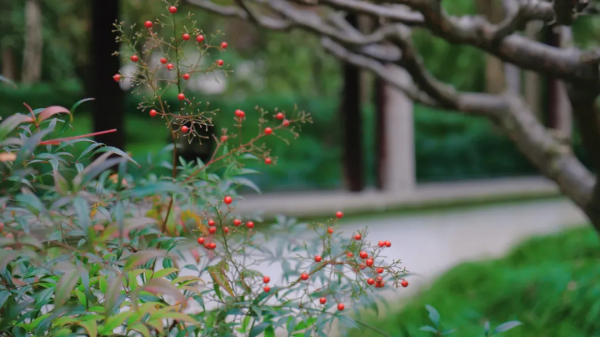 太倉的冬天，“果”然美麗