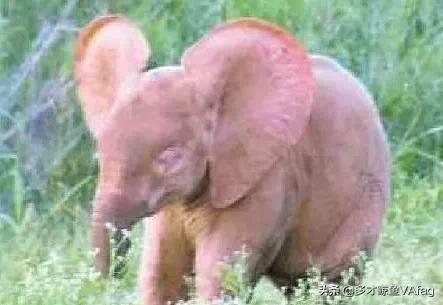 罕見的粉紅色動物