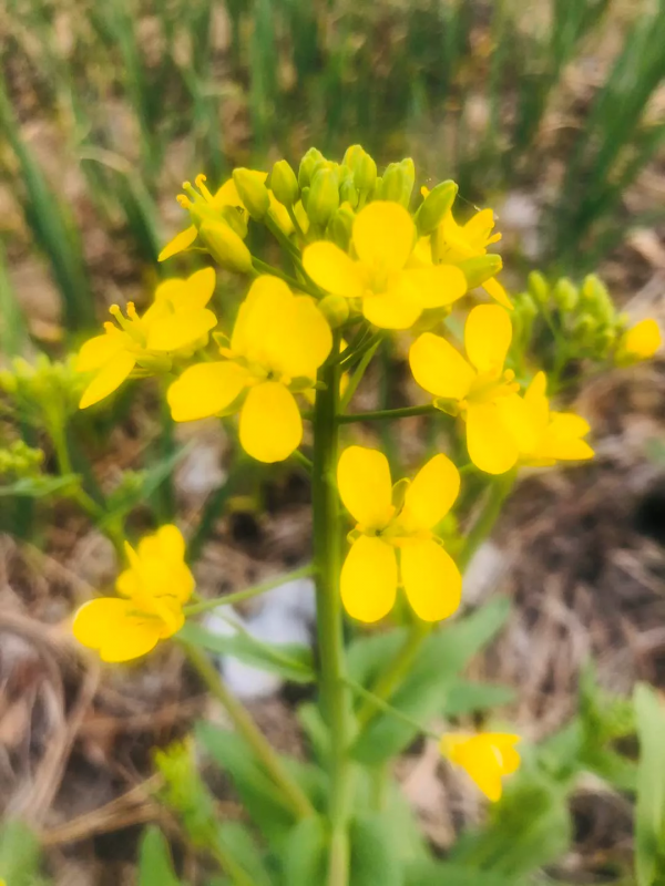 路遇平民樂隊（散文）