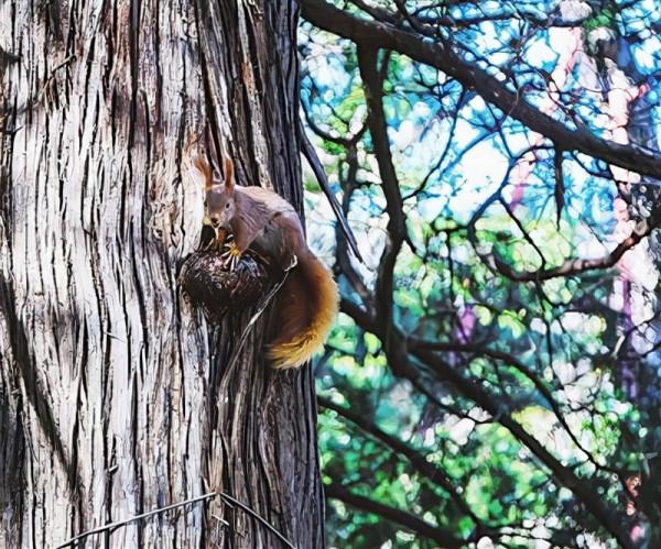香山公園住著一群快樂的“小精靈”