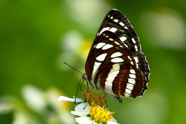 美麗的蝴蝶你知道多少?(三) 美麗的蝴蝶你知道多少?(三)