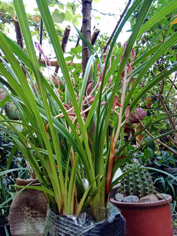 #陽臺小花園#又添新品種