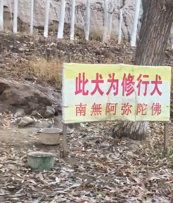 這3種狗是“養狗首選”，不僅便宜還好養活