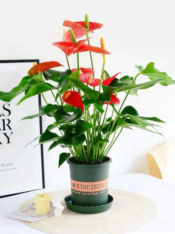 八種“旺財花”，一曬就黃葉，放在“半陰地”反而長得旺