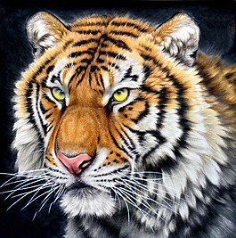 虎年虎虎生威之大人虎變