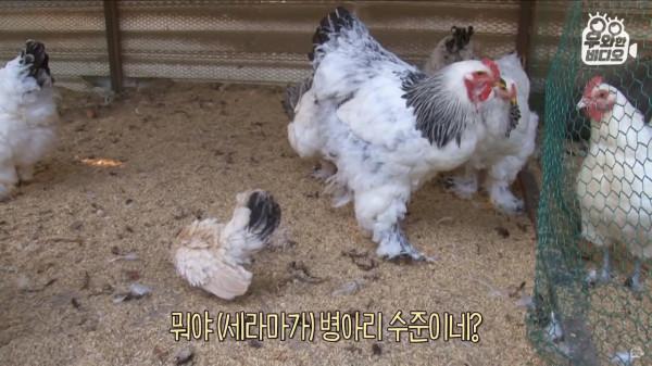 奇葩韓國高中生沉迷養雞，還帶雞上課，200只稀有雞震驚鳥類專家