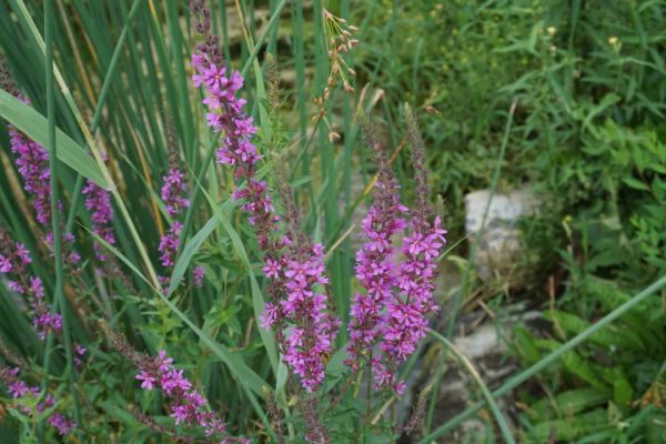 京城這個爆火的4A級景區，你打卡了嗎？快收下這份經典路線攻略，跟著走就行！