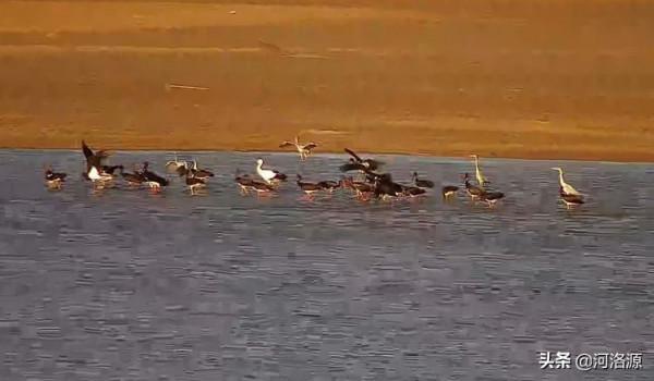 國家一級重點保護動物“東方白鸛”做客鞏義黃河溼地