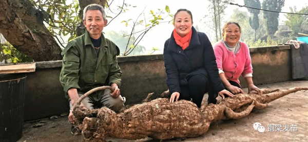 稀奇！銅梁“出土”形似人參的“特大葛王”