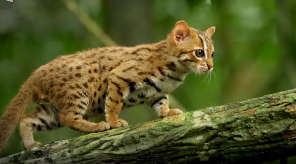 世界上最小的貓 世界上最小的貓