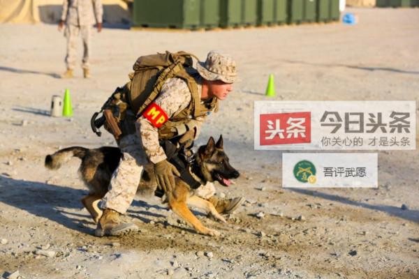 四條腿的戰士:從萌化了的小奶狗,到武裝到牙齒的敵人 四條腿的戰士:從萌化了的小奶狗,到武裝到牙齒的敵人