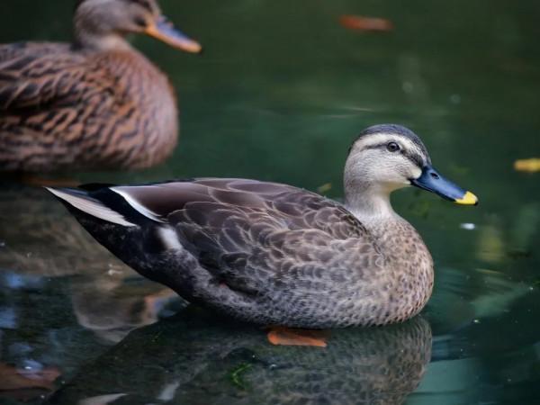 “外衣”因愛情美麗,教你如何發現鳥兒們的“心動訊號” “外衣”因愛情美麗,教你如何發現鳥兒們的“心動訊號”