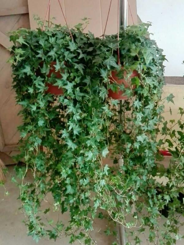 5種“養人花”,你養著它,它也養著你,家裡空氣清新,人健康 5種“養人花”,你養著它,它也養著你,家裡空氣清新,人健康