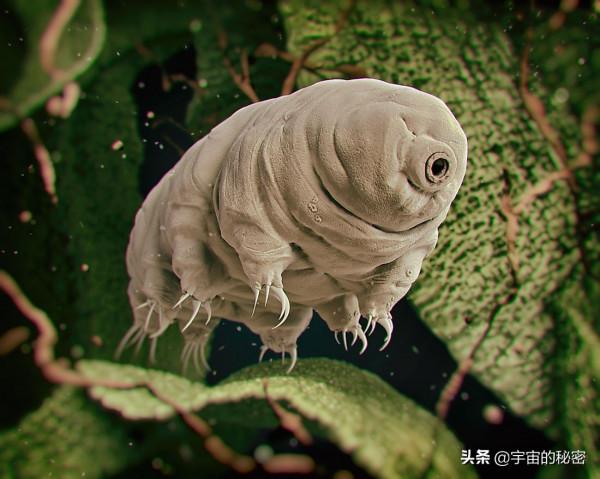 人類第一批星際宇航員候選者不是人？看來這些才是最強的地球生物