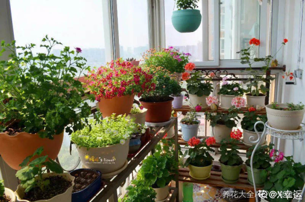 誰說封閉陽臺難養花，我跟著鄰居做了4步，變成小型花園