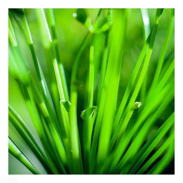 養花的人更長壽 養花的人更長壽