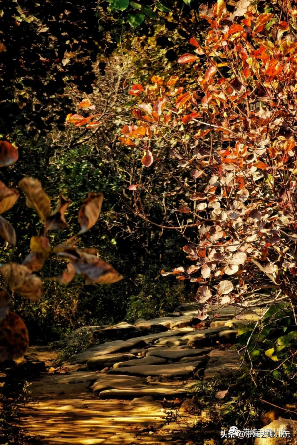 賞紅何必去郊區!北京西五環邊上的這座公園,紅葉正好 賞紅何必去郊區!北京西五環邊上的這座公園,紅葉正好