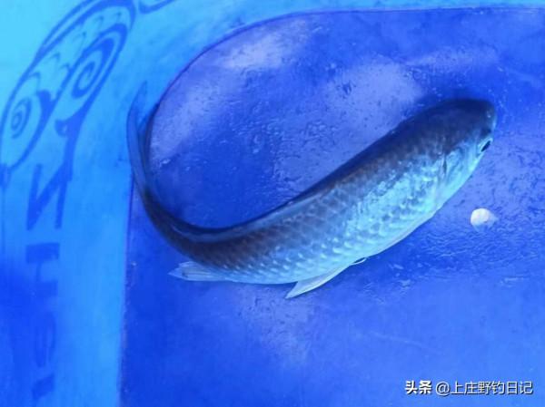 釣魚日記——2022年1月2日（冰釣）