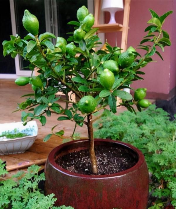 5種“養人花”,你養著它,它也養著你,家裡空氣清新,人健康 5種“養人花”,你養著它,它也養著你,家裡空氣清新,人健康