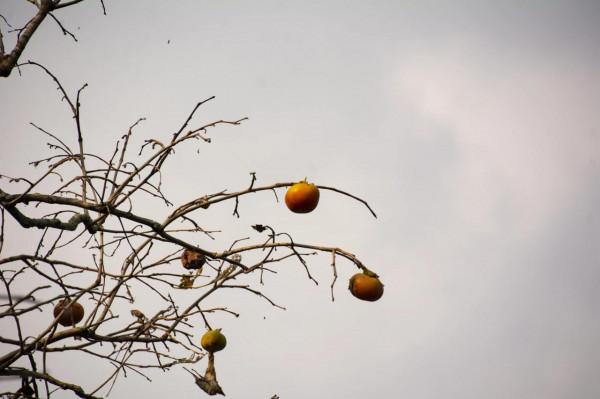 美景小記之上堡古國