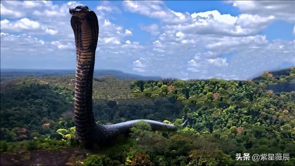 王牌飛行員奇遇:駕駛直升機在空中遭遇15米巨蟒,真相成謎 王牌飛行員奇遇:駕駛直升機在空中遭遇15米巨蟒,真相成謎