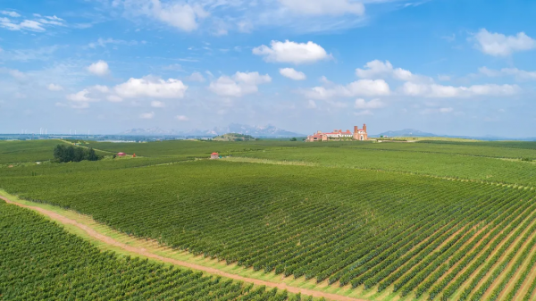 大美風土——探尋中國葡萄酒家園之九頂莊園