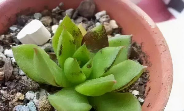 這7種多肉病蟲害,一到春天就爆發,及時處理很重要 這7種多肉病蟲害,一到春天就爆發,及時處理很重要