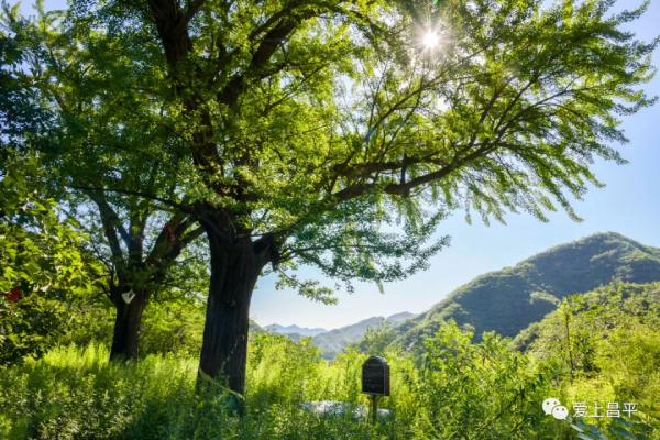 北京有個風景秀美的村莊,溪流疊水,野花遍地,現在去正好 北京有個風景秀美的村莊,溪流疊水,野花遍地,現在去正好