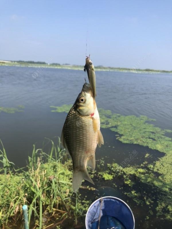 2021垂釣日誌之48，白馬湖高溫揮汗提鯽忙