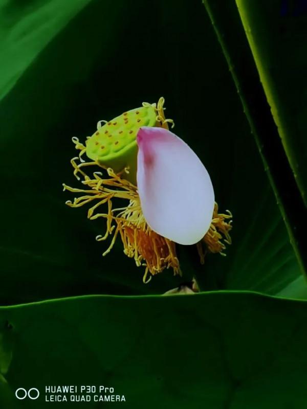 夜讀 | 荷花，慨嘆芳華一瞬間