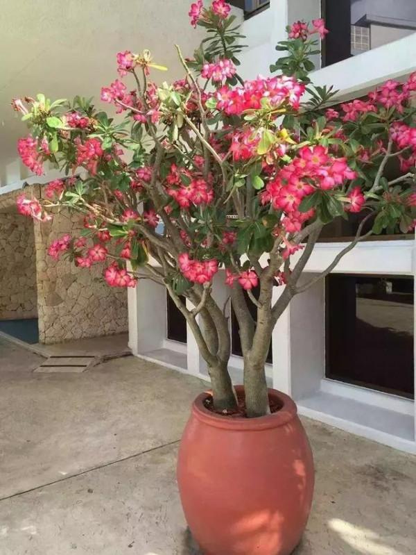 5種漂亮花，喜歡“窮養”，擠在破盆裡，能養30年