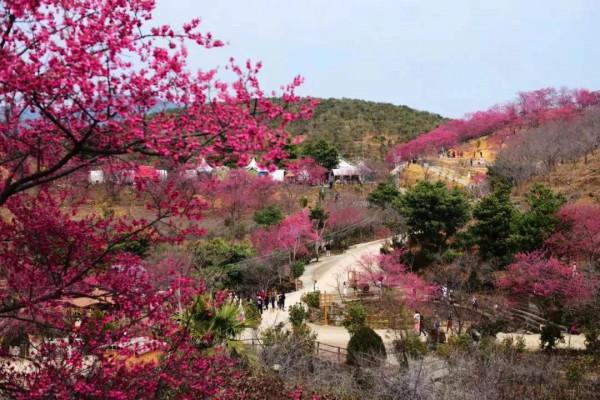 廣東的規模最大，品種最多的櫻花觀賞地