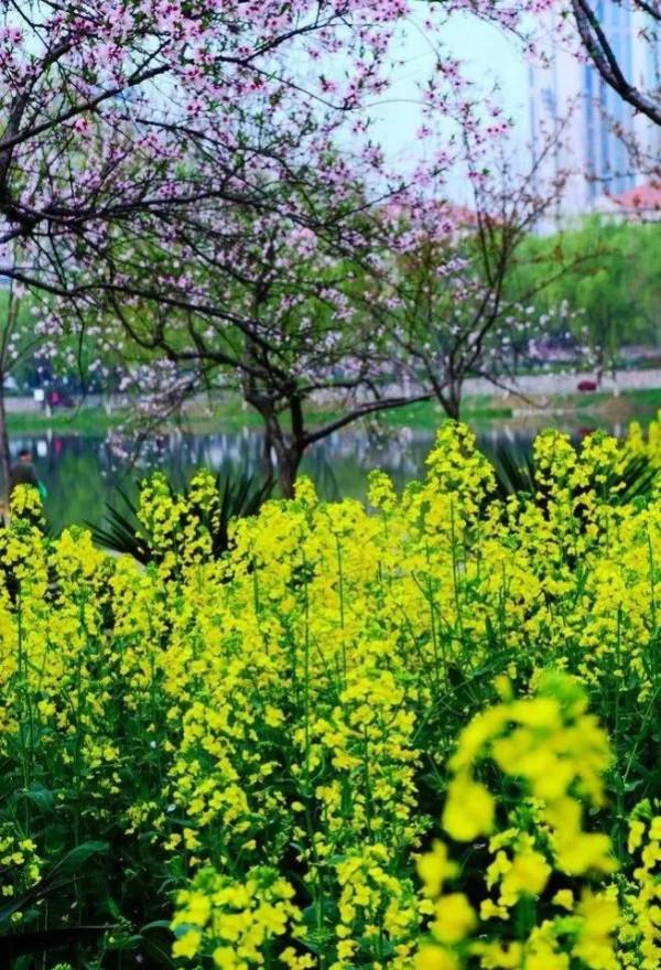 分享圖片，春天來了，滿山遍野的油菜花開了