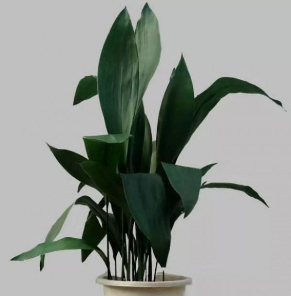 3種“植物氧吧”，家裡養幾盆，晚上造氧氣，空氣清新睡覺香