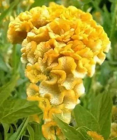 美妙絕倫的奇花獻給最可愛的你