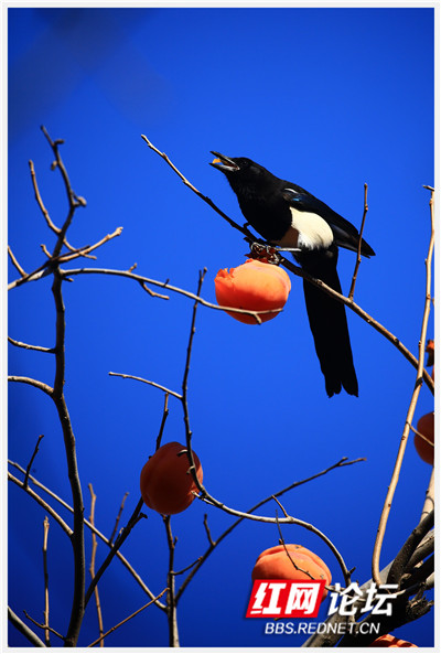 又可以換桌布了,當喜鵲遇到柿子,居然輕鬆解鎖好運上上籤 又可以換桌布了,當喜鵲遇到柿子,居然輕鬆解鎖好運上上籤