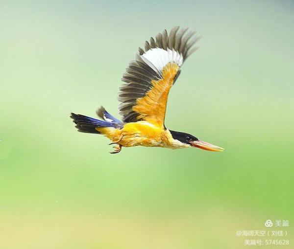 自然界中最美的鳥兒之一藍翡翠