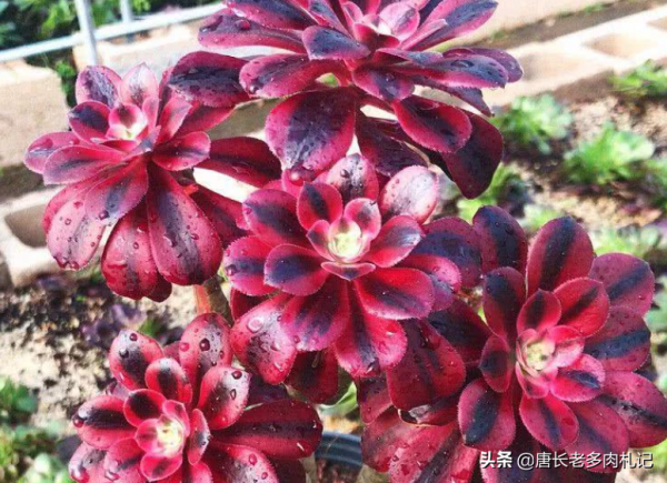 據說今年冬天很冷，大家的多肉準備好越冬了嗎？未雨綢繆才安全哦