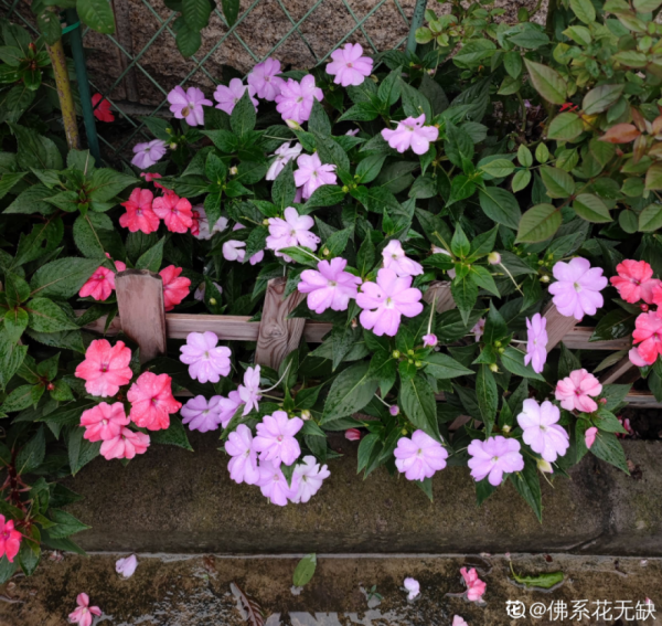 50種花春天播種，長滿小院子，能開一整年