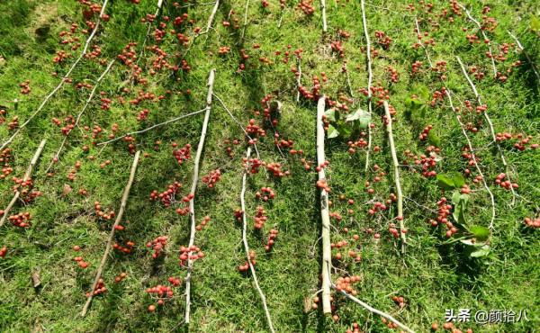 鳥兒們過冬必備 - 紅透整個冬日的迷你山楂果 |園丁