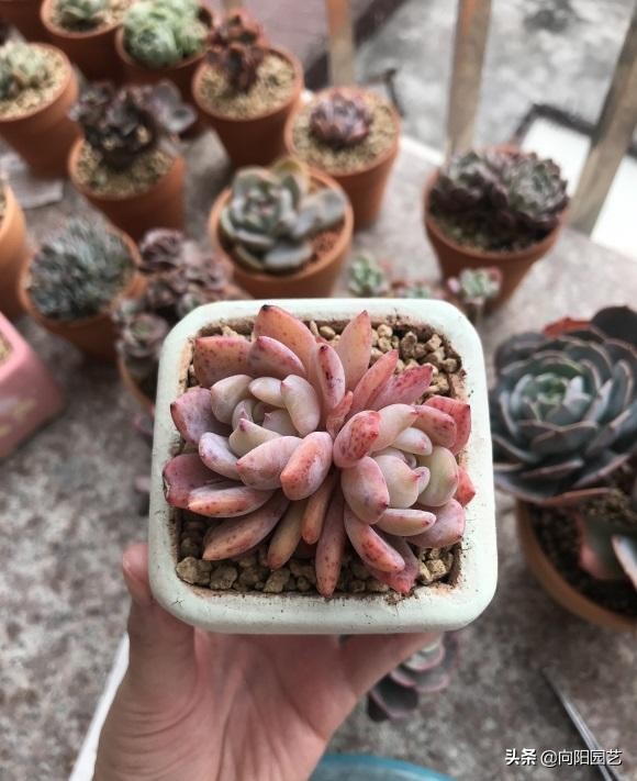 秋天來了，又到了買多肉的季節，教你挑選多肉，買多肉不吃虧