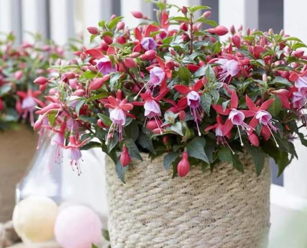 高顏值的4種花,什麼裝修風格都能駕馭,都是客廳盆栽佳品 高顏值的4種花,什麼裝修風格都能駕馭,都是客廳盆栽佳品