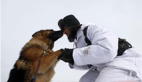 西藏最感恩狼群，見軍人便趴地致敬，只因母狼產崽，戰士輪番餵食