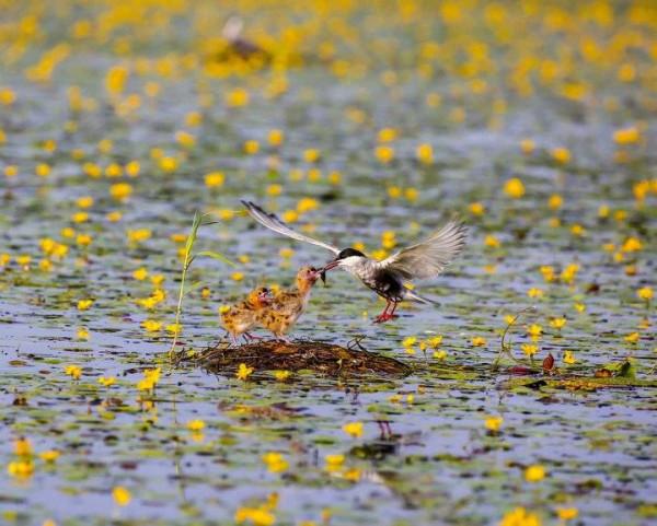 識鳥課堂|須符鷗育雛過程欣賞 識鳥課堂|須符鷗育雛過程欣賞